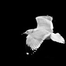 Midnight Gull
